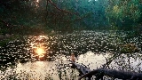 Miniatura del vídeo Mother's Love Conquers All