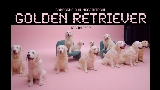 Miniatura del vídeo golden retriever