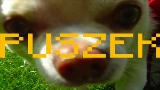 Miniatura del vídeo TO PIPY