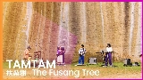 Miniatura del vídeo 扶桑樹 - The Fusang Tree