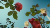 Miniatura del vídeo Mi Morena